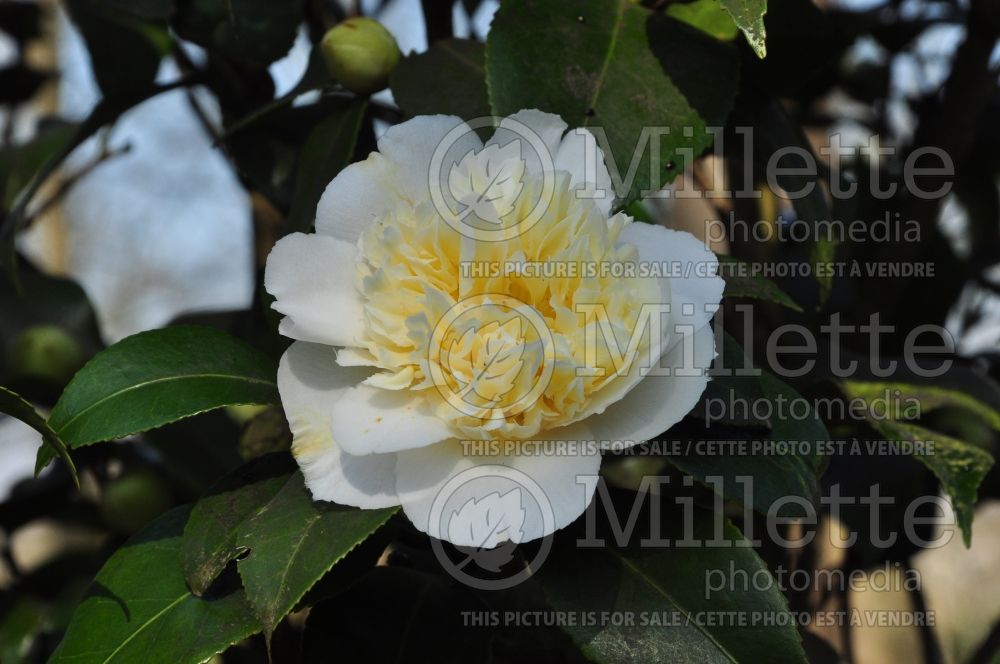 Camellia Jury's Yellow (Camellia) 1