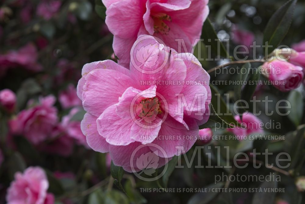 Camellia Brigadoon (Camellia) 2