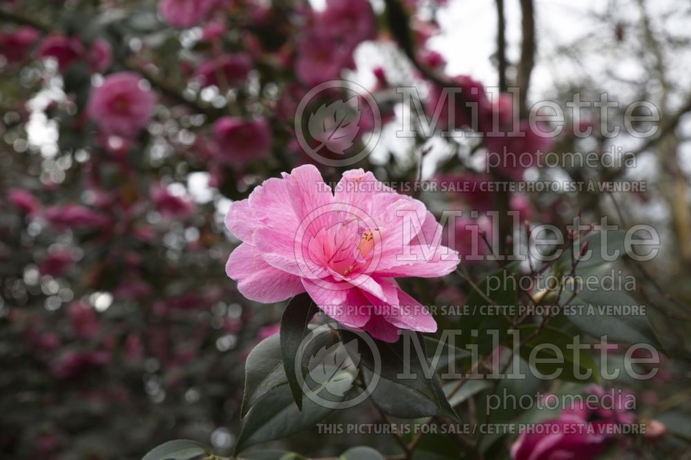 Camellia Brigadoon (Camellia) 3