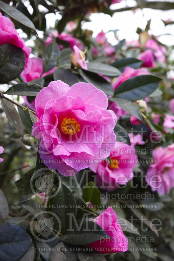 Camellia Brigadoon (Camellia) 1