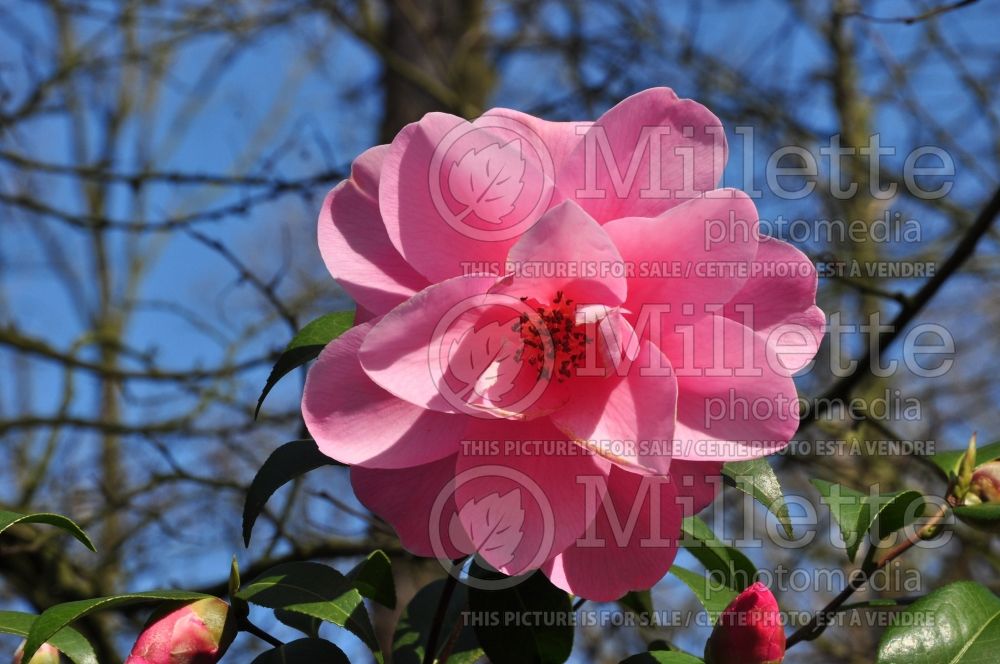 Camellia Daintiness (Camellia) 1