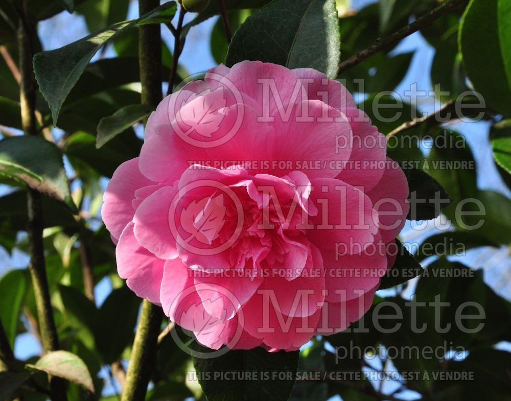 Camellia Debbie (Camellia) 1