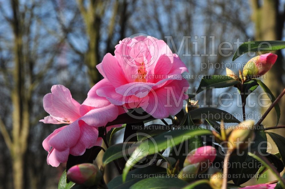 Camellia Donation (Camellia) 2