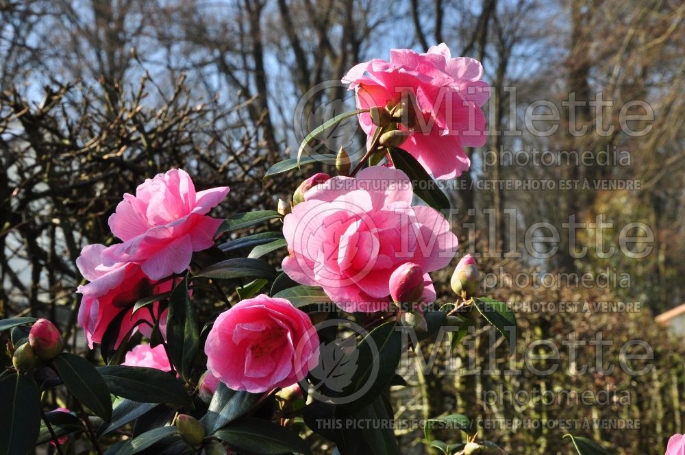 Camellia Donation (Camellia) 3