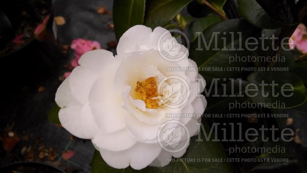 Camellia ETR Carlyon (Camellia) 1