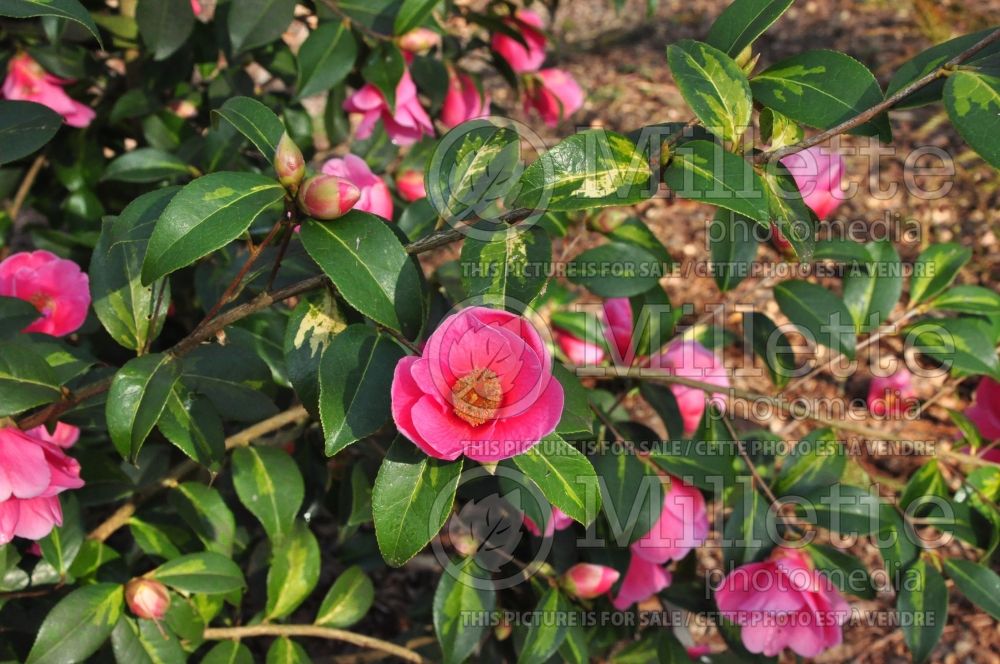 Camellia Golden Spangles (Camellia) 1