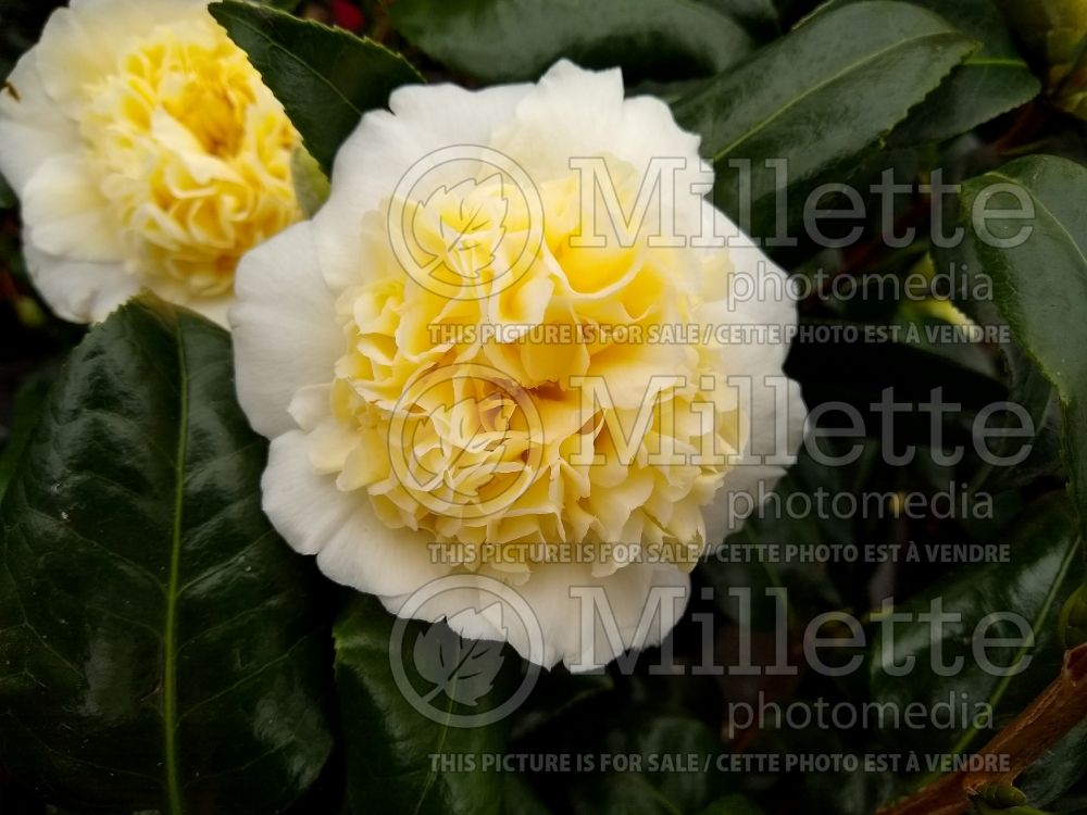 Camellia Jury's Yellow (Camellia) 2