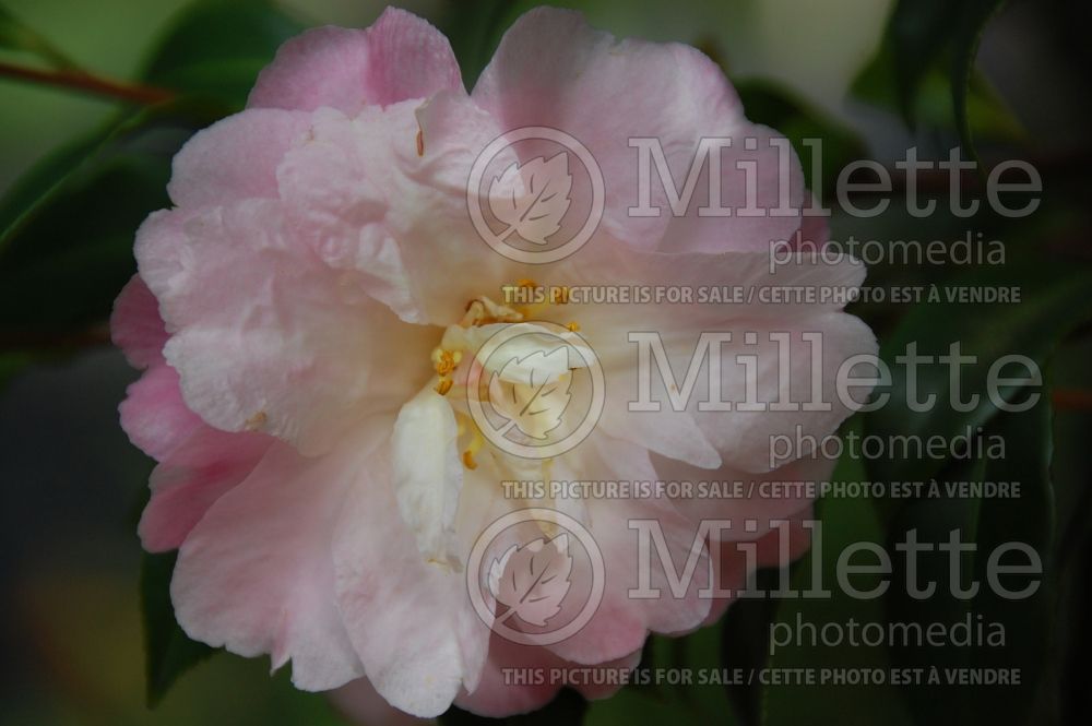 Camellia Winter's Interlude (Camellia) 1