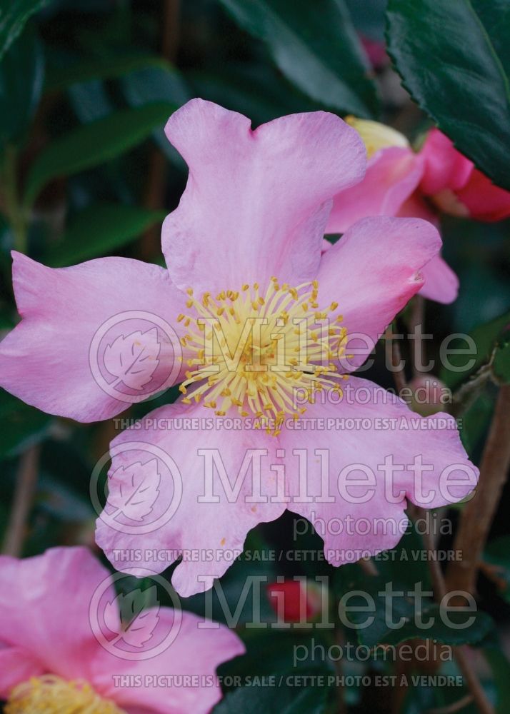 Camellia Winter's Star (Camellia) 2