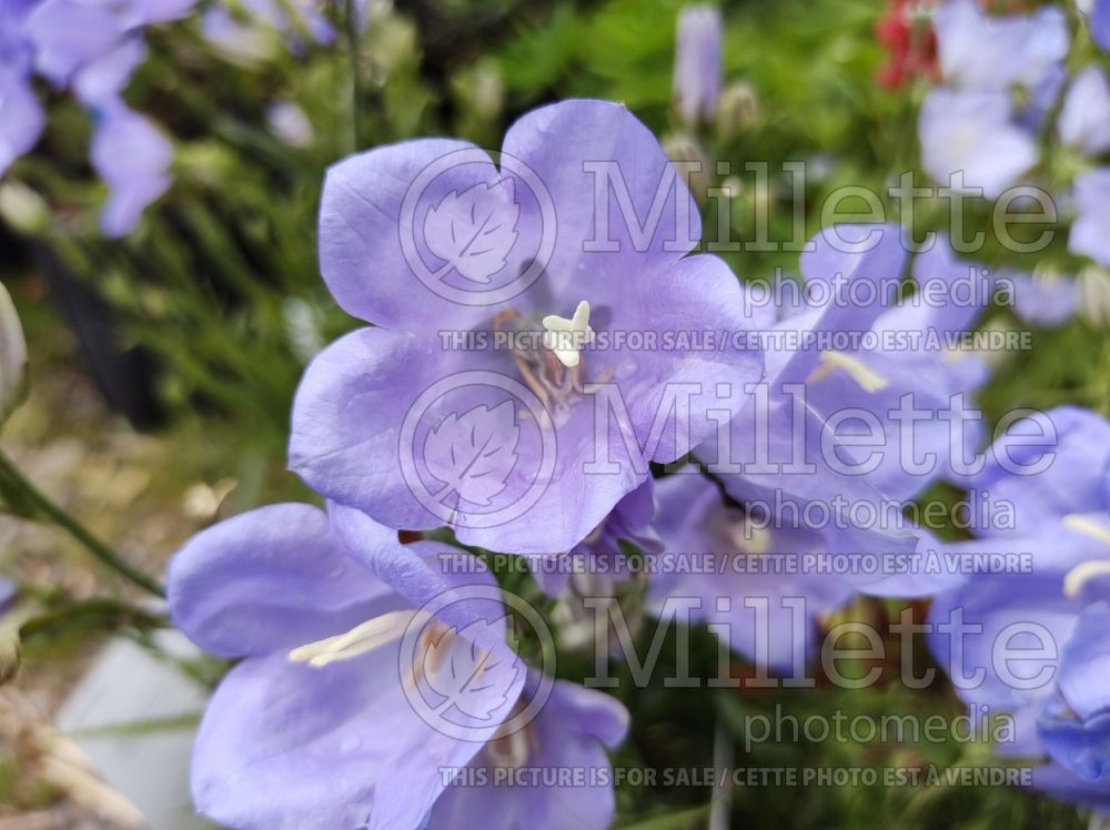 Campanula Takion Blue (Bellflower) 11