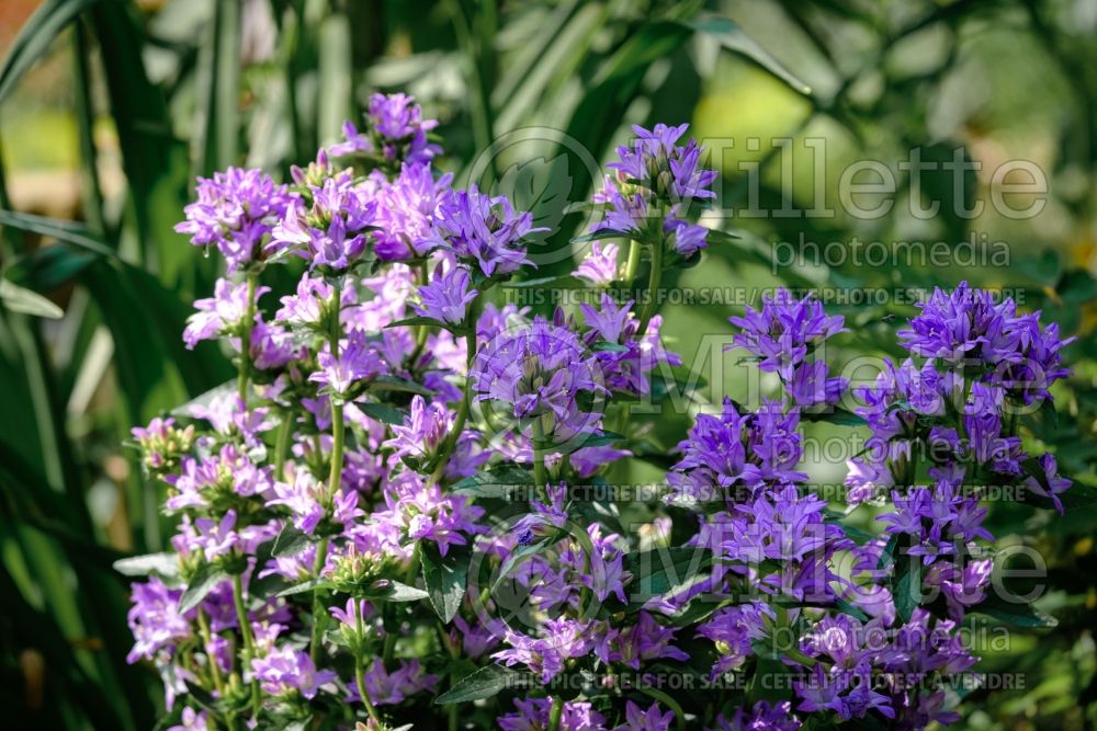 Campanula Freya (Clustered Bellflower) 4