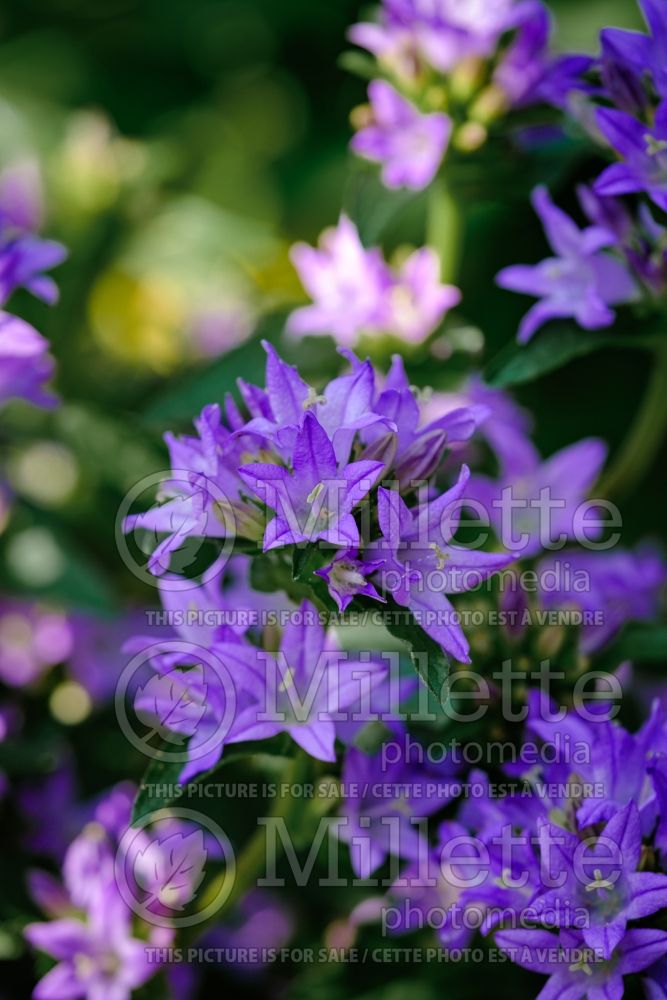 Campanula Freya (Clustered Bellflower) 3