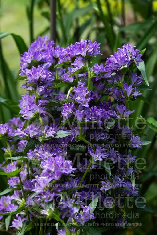 Campanula Freya (Clustered Bellflower) 2