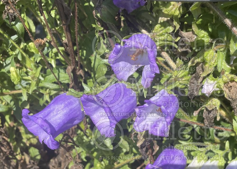 Campanula glomerata (Clustered Bellflower) 2