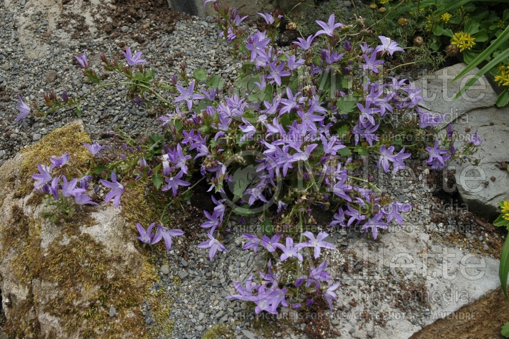 Campanula Blue Waterfall (Bellflower) 1   