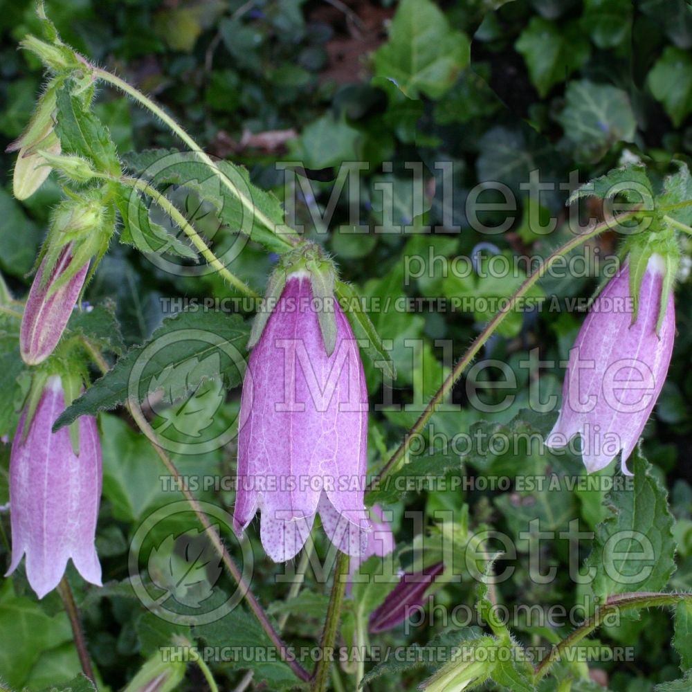 Campanula Bowl of Cherries (Bellflower) 1