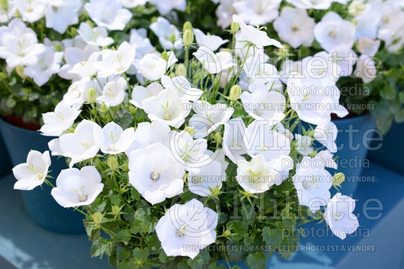 Campanula Rapido White (Clustered Bellflower) 1 