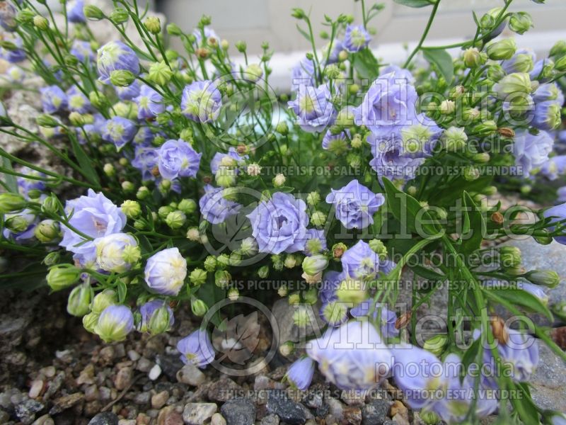 Campanula Elizabeth Oliver (Bellflower) 2 