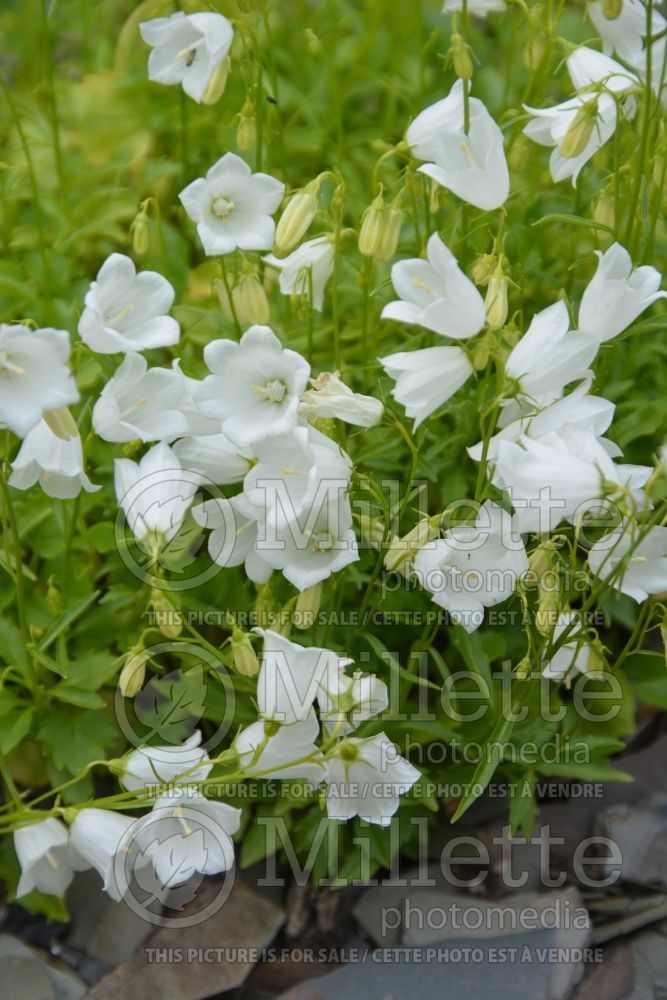 Campanula Bavaria White (Clustered Bellflower) 2 