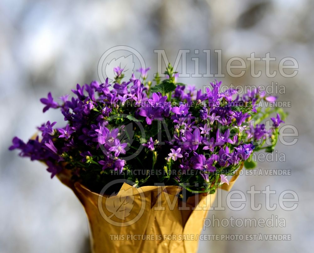 Campanula Get Mee Purple (Bellflower) 1