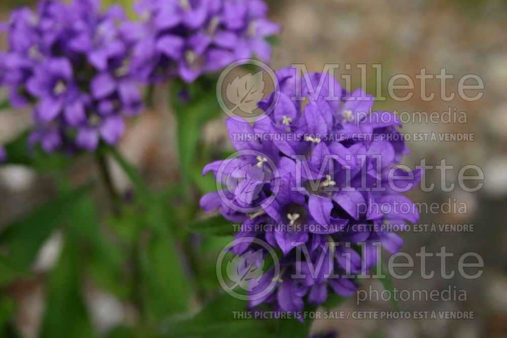 Campanula Acaulis (Clustered Bellflower) 2 