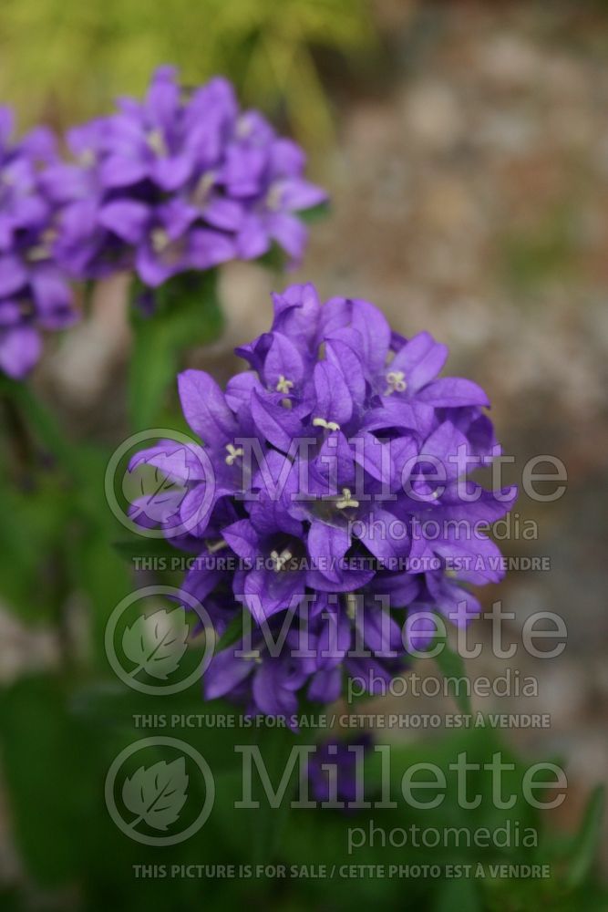 Campanula Acaulis (Clustered Bellflower) 3 