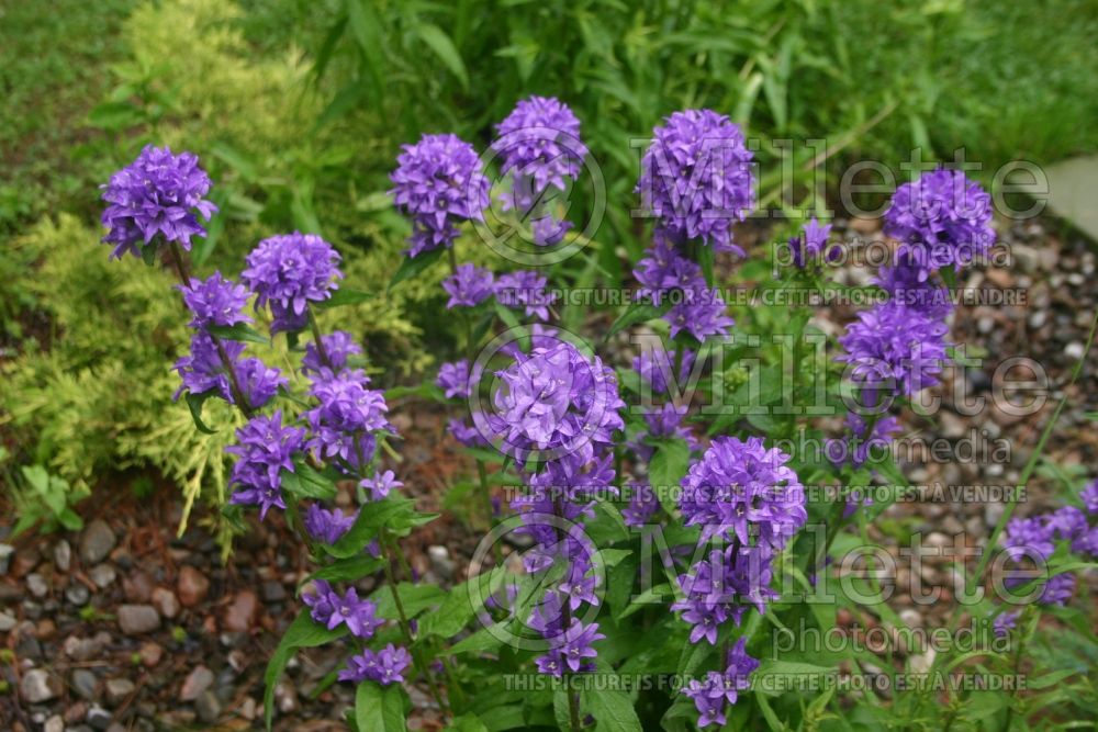 Campanula Acaulis (Clustered Bellflower) 5 