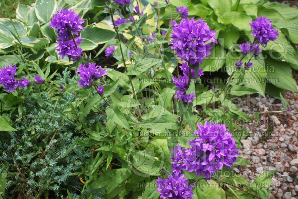 Campanula Acaulis (Clustered Bellflower) 6 