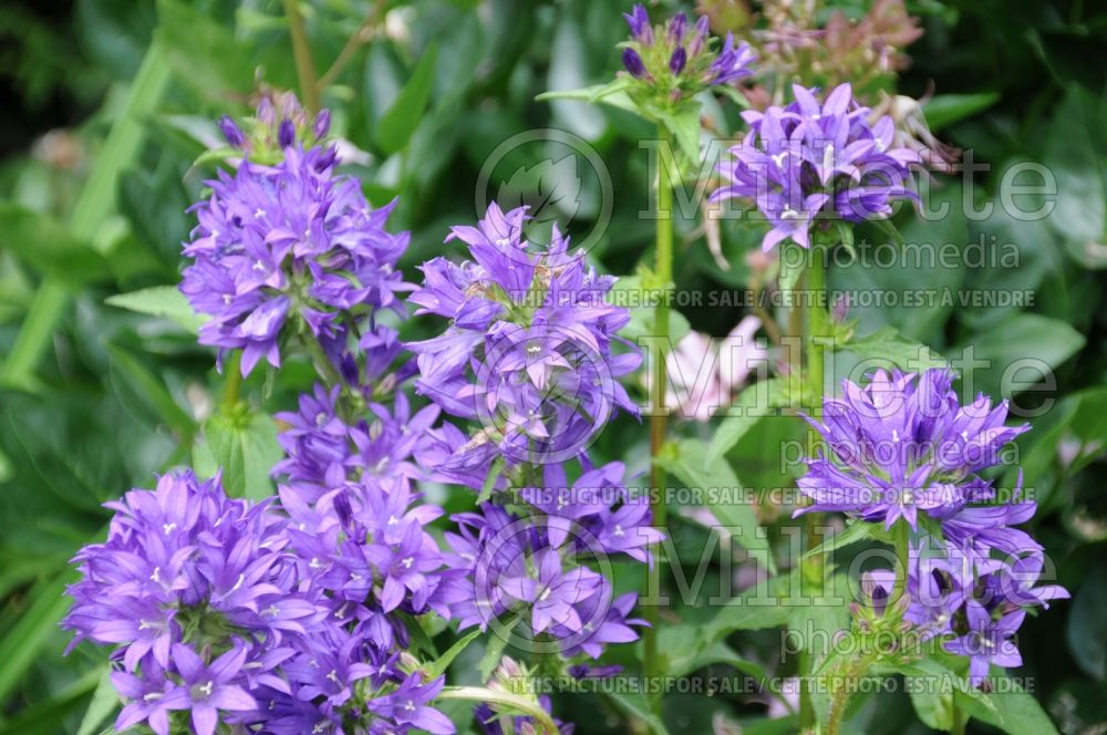 Campanula Acaulis (Clustered Bellflower) 1 