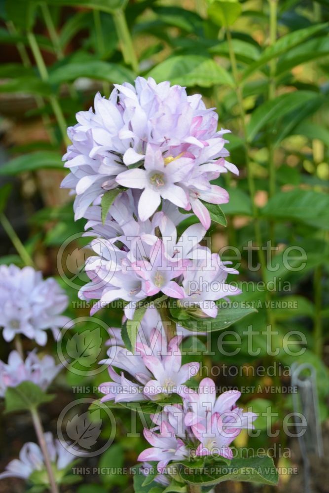 Campanula Caroline (Clustered Bellflower) 3