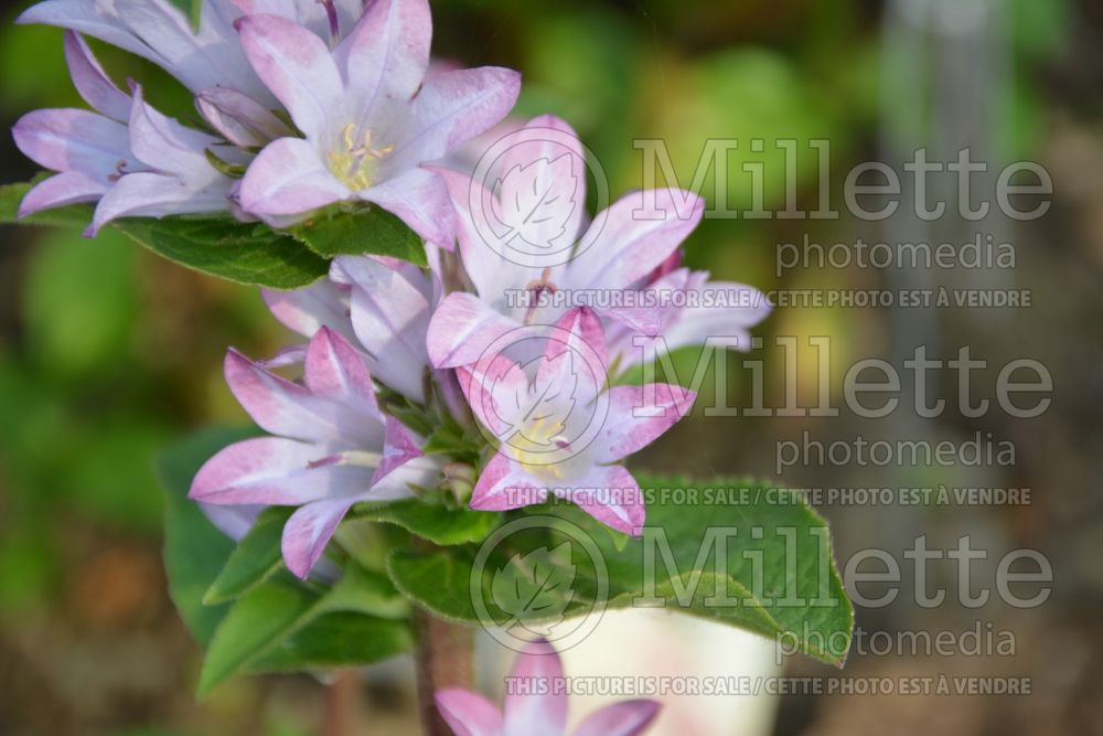 Campanula Caroline (Clustered Bellflower) 2 