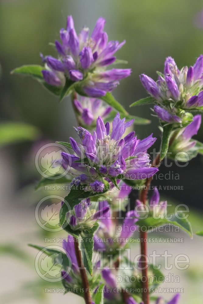 Campanula Genti Twisterbell (Clustered Bellflower) 1 