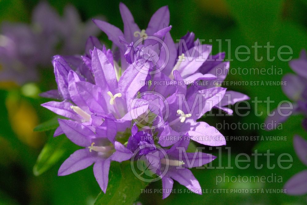 Campanula glomerata (Clustered Bellflower) 1