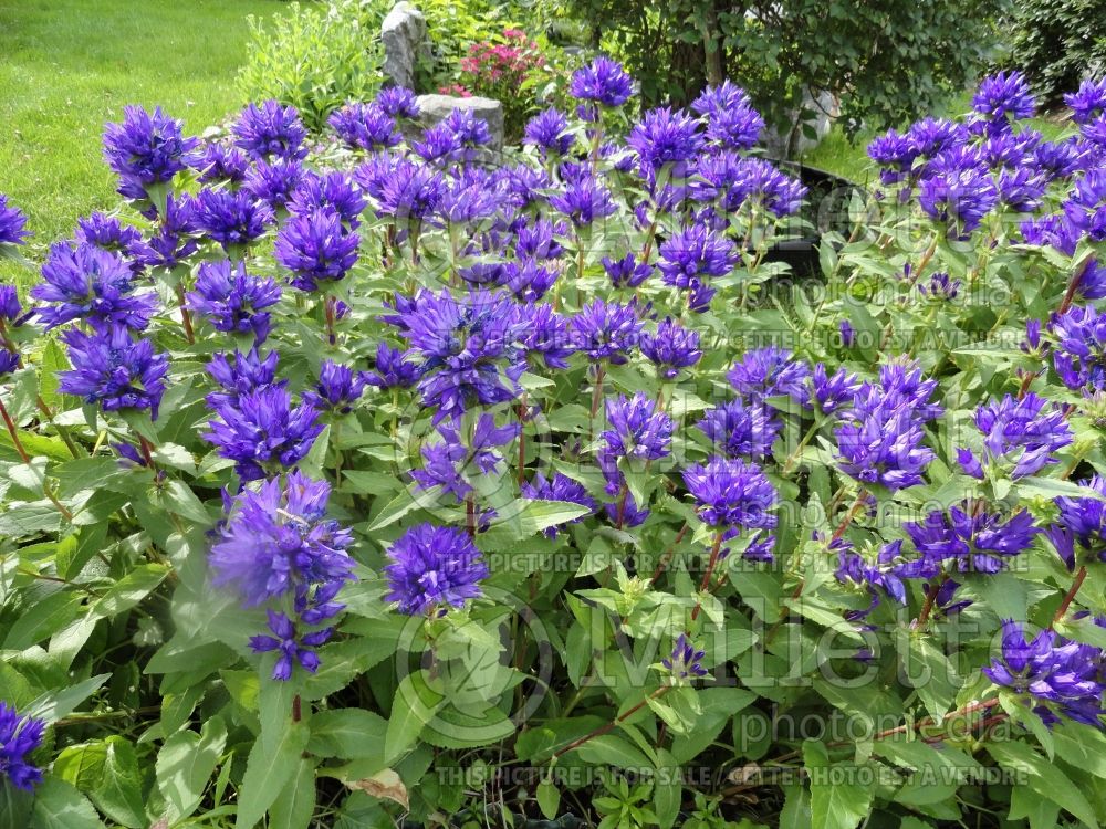 Campanula Superba (Bellflower) 1