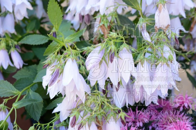 Campanula Iridescent Bells or Iribella (Bellflower) 1