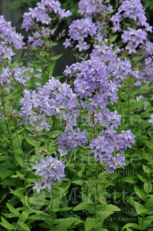 Campanula lactiflora (Bellflower) 1