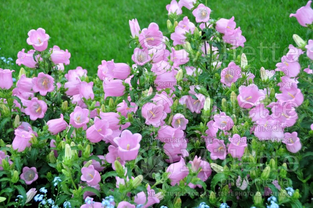 Campanula Champion Pink (Bellflower) 1