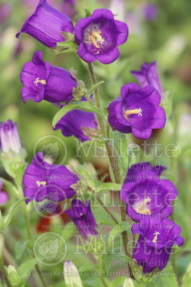 Campanula Milan Blue True (Bellflower) 1