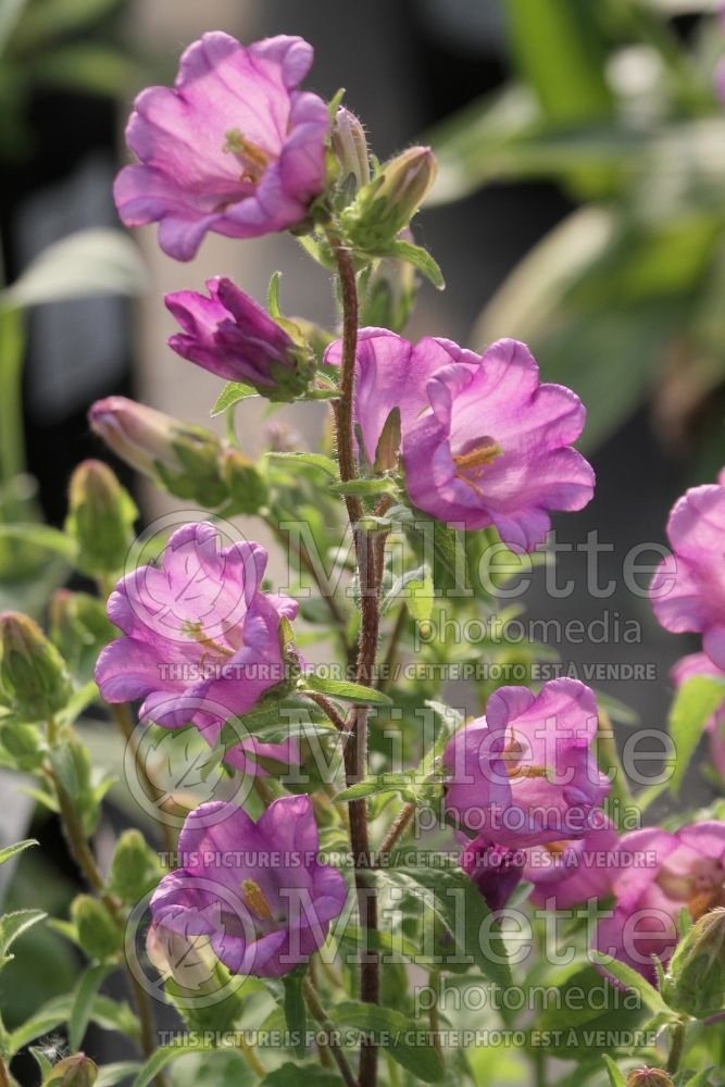 Campanula Milan Lilac (Bellflower) 1