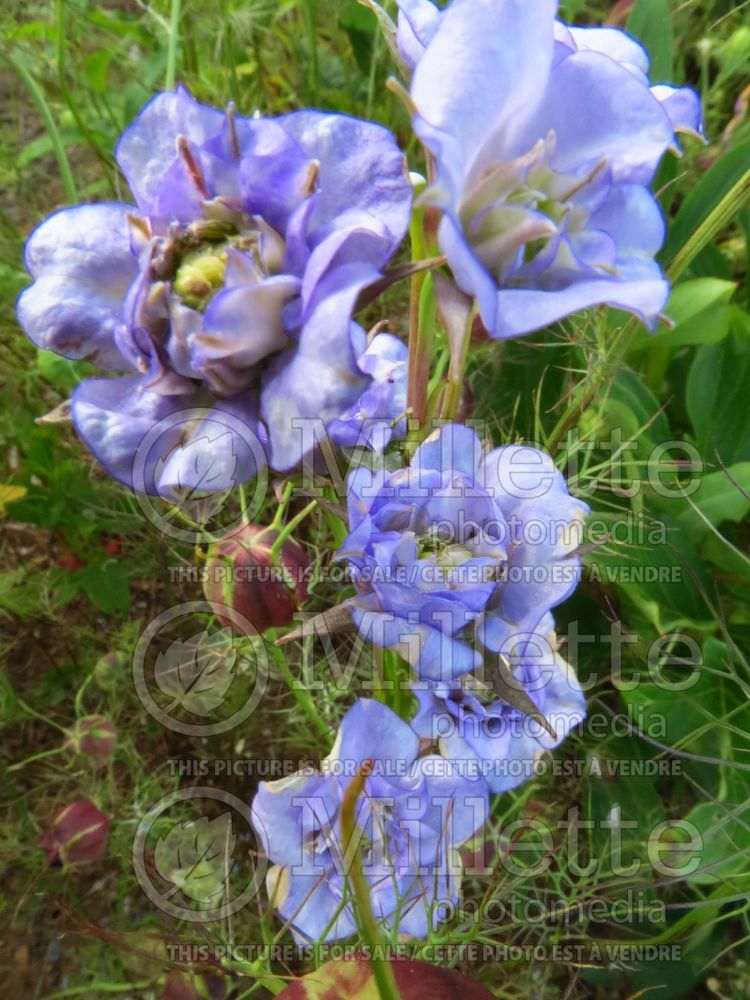 Campanula La Belle (Bellflower) 2