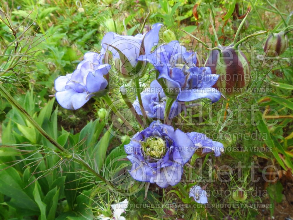 Campanula La Belle (Bellflower) 1