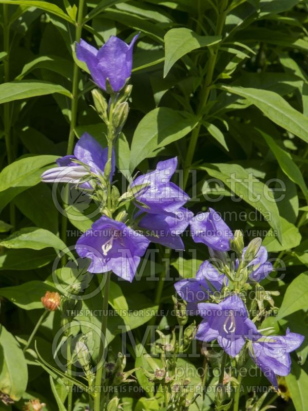 Campanula Takion Blue (Bellflower) 10