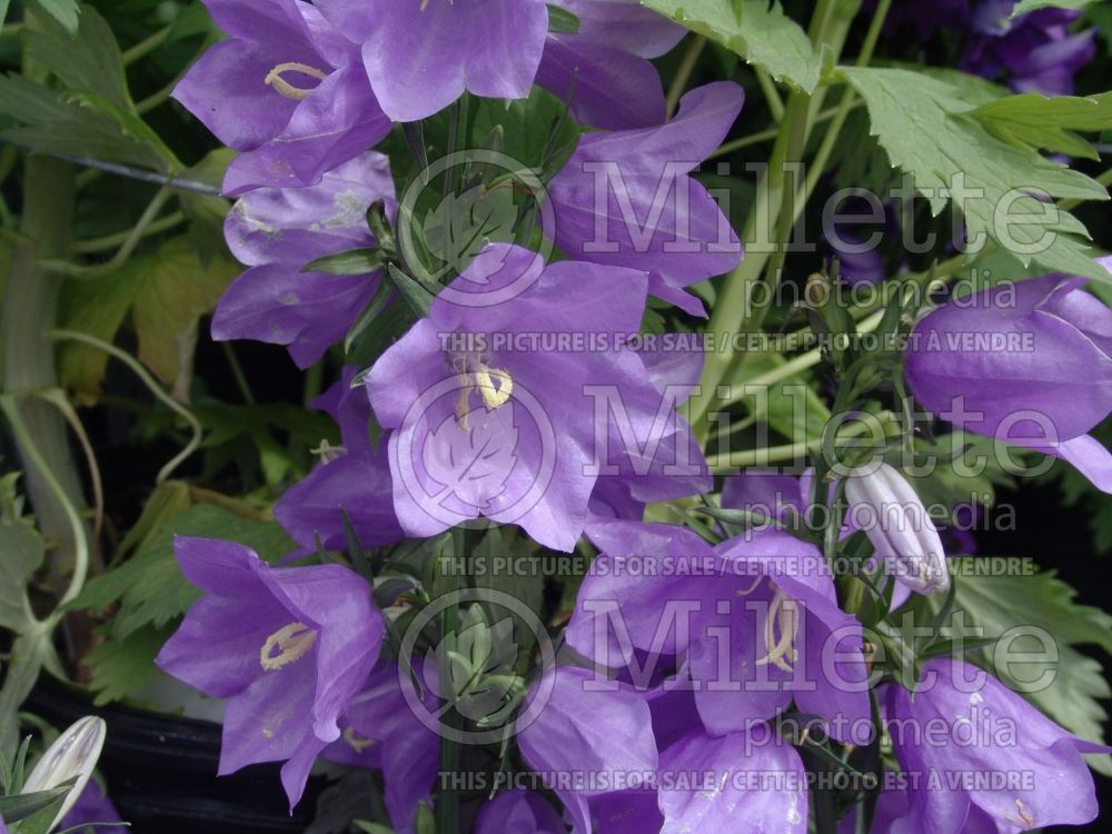 Campanula Takion Blue (Clustered Bellflower) 4 