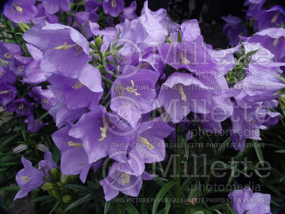 Campanula Takion Blue (Clustered Bellflower) 3 