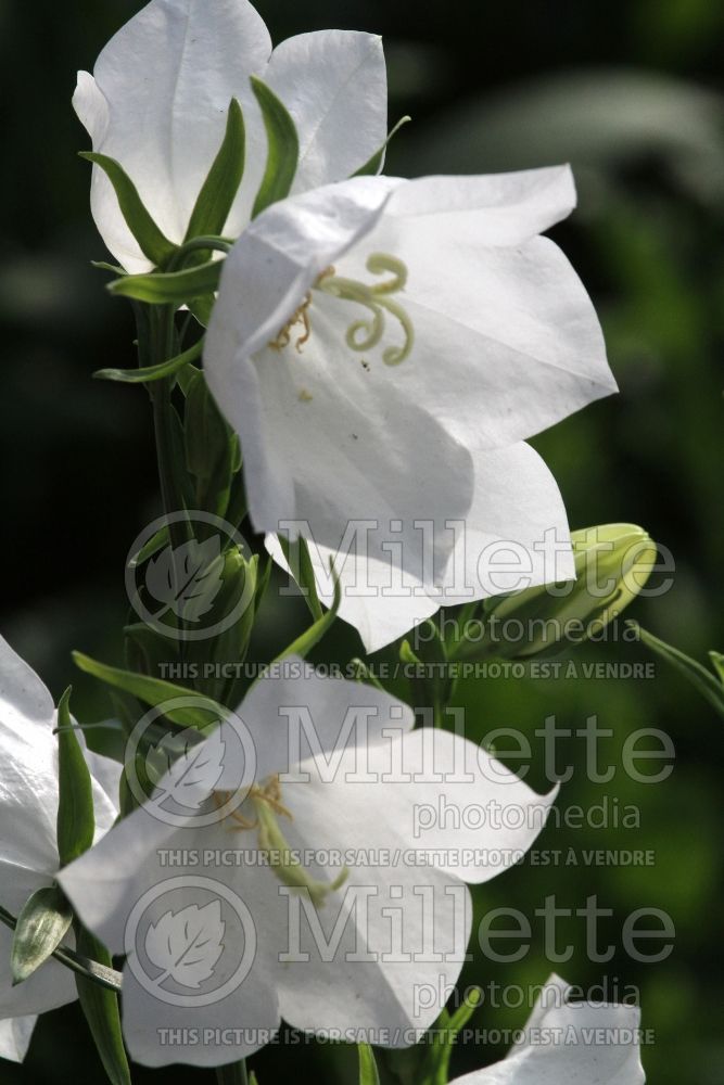 Campanula Takion White (Bellflower) 1