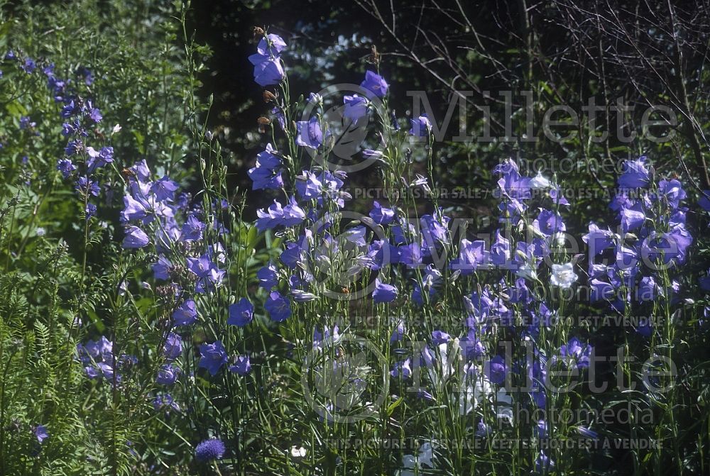 Campanula Telham Beauty (Bellflower) 1