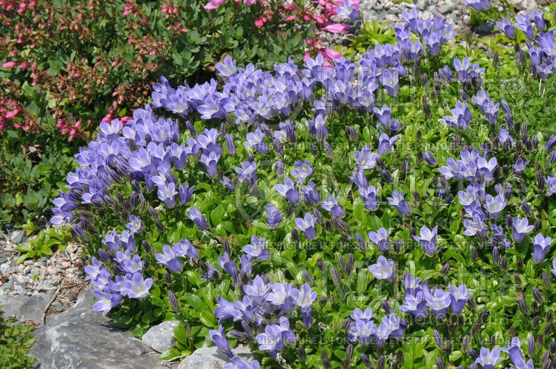 Photo of Campanula pilosa (pilosa Bellflower)