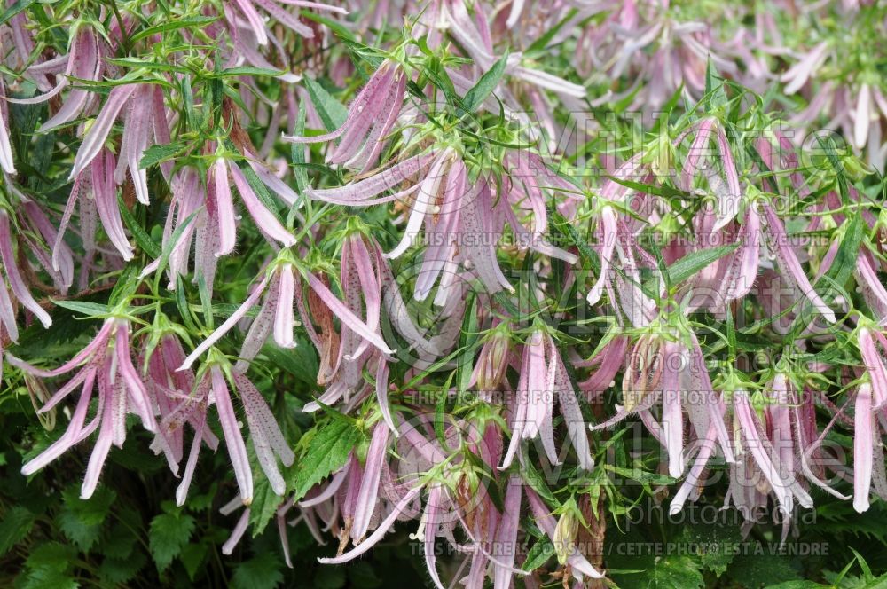 Campanula Pink Octopus (Spotted bellflower) 2