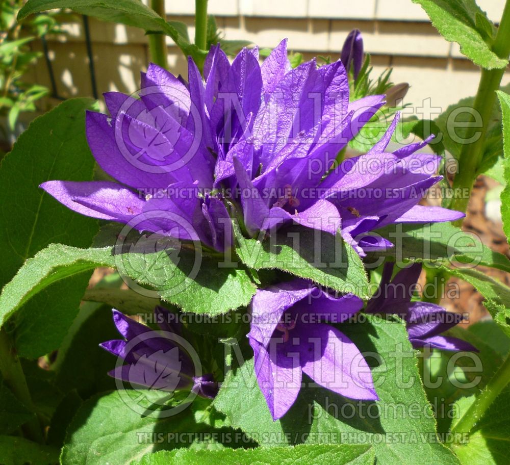 Campanula portenschlagiana (Bellflower) 1