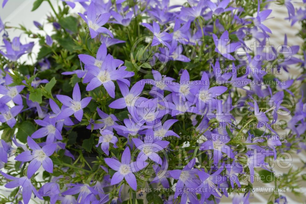 Campanula Blue Star (Bellflower) 1